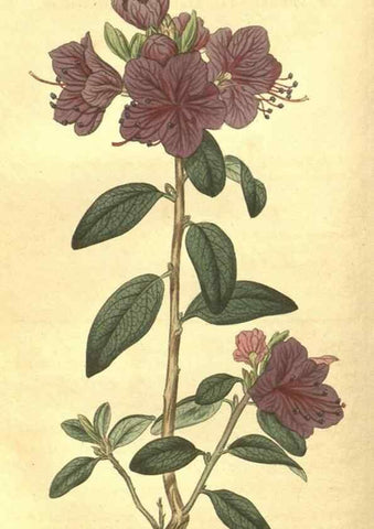 Reproducción/Reproduction 35188429995: Curtis's botanical magazine.. London ; New York [etc.] :Academic Press [etc.]