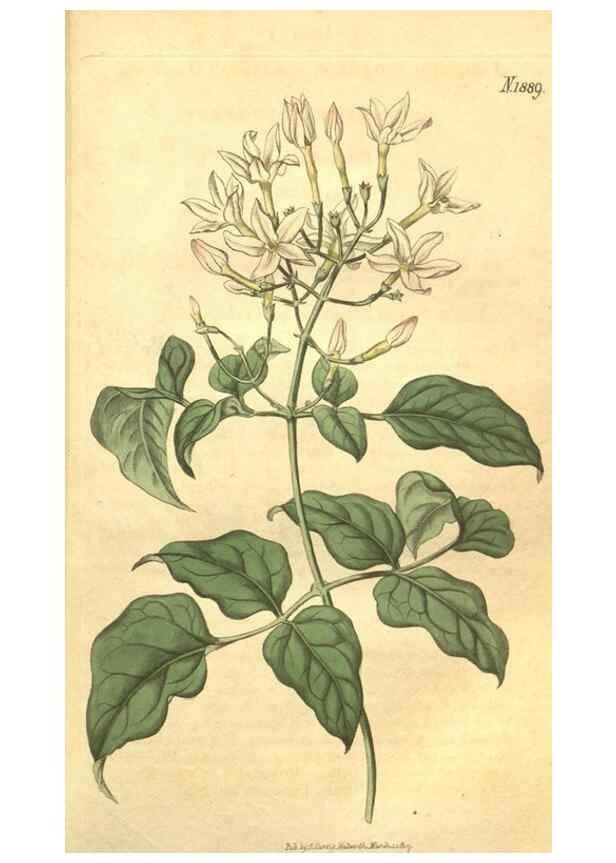 Reproducción/Reproduction 34801852920: Curtis's botanical magazine.. London ; New York [etc.] :Academic Press [etc.]