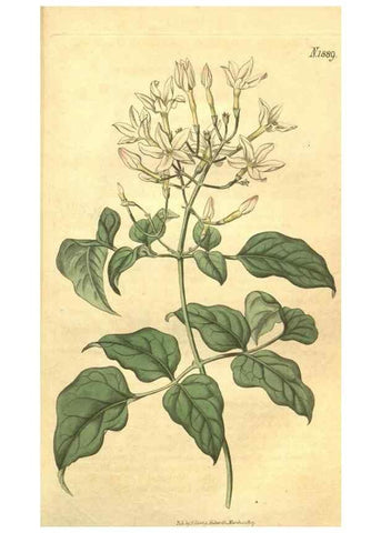 Reproducción/Reproduction 34801852920: Curtis's botanical magazine.. London ; New York [etc.] :Academic Press [etc.]