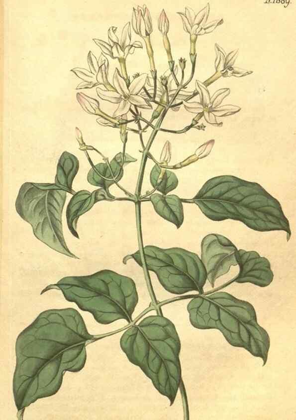 Reproducción/Reproduction 34801852920: Curtis's botanical magazine.. London ; New York [etc.] :Academic Press [etc.]