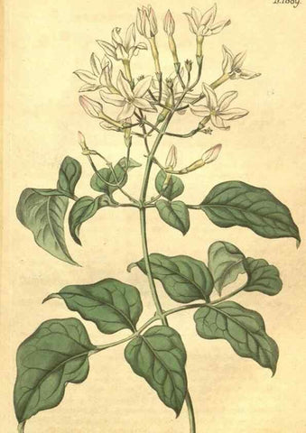 Reproducción/Reproduction 34801852920: Curtis's botanical magazine.. London ; New York [etc.] :Academic Press [etc.]