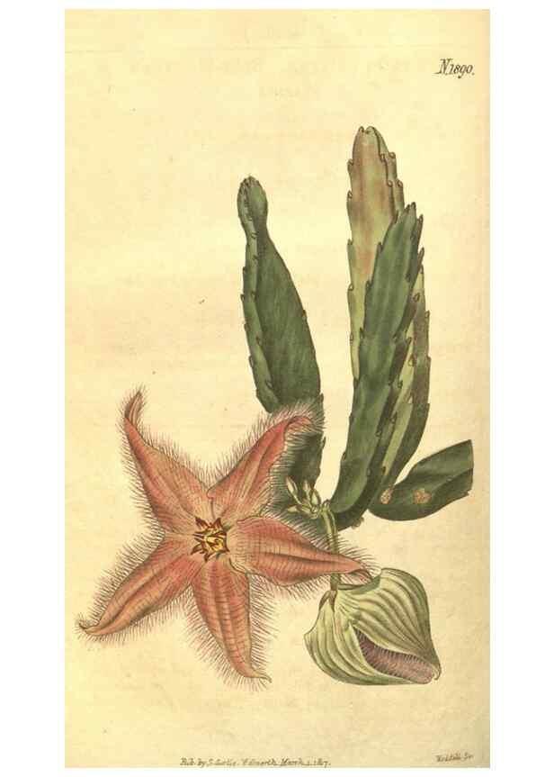 Reproducción/Reproduction 35148153036: Curtis's botanical magazine.. London ; New York [etc.] :Academic Press [etc.]