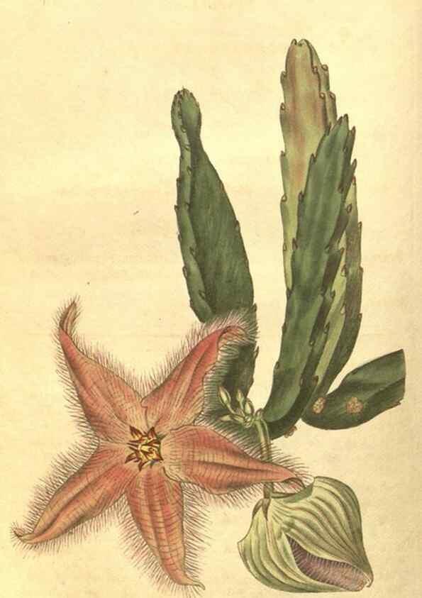 Reproducción/Reproduction 35148153036: Curtis's botanical magazine.. London ; New York [etc.] :Academic Press [etc.]
