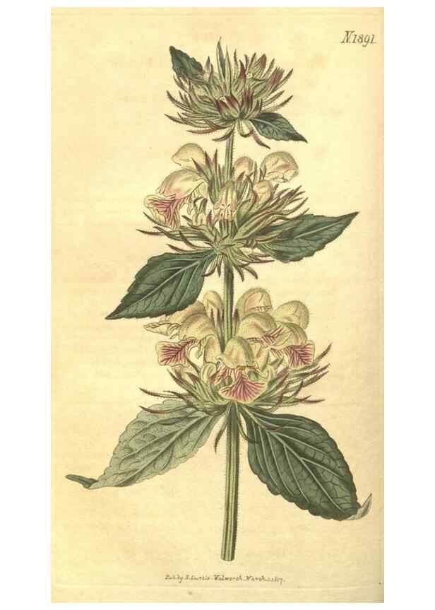Reproducción/Reproduction 35023167522: Curtis's botanical magazine.. London ; New York [etc.] :Academic Press [etc.]