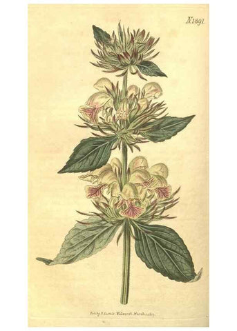 Reproducción/Reproduction 35023167522: Curtis's botanical magazine.. London ; New York [etc.] :Academic Press [etc.]
