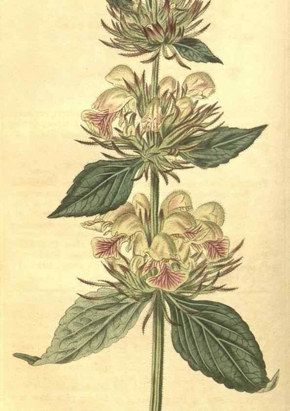 Reproducción/Reproduction 35023167522: Curtis's botanical magazine.. London ; New York [etc.] :Academic Press [etc.]