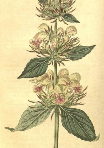 Reproducción/Reproduction 35023167522: Curtis's botanical magazine.. London ; New York [etc.] :Academic Press [etc.]