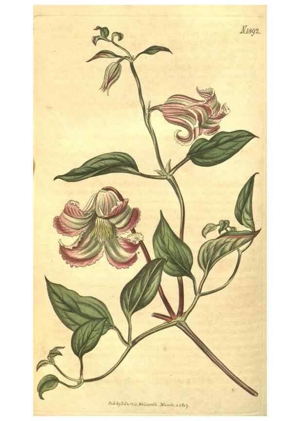 Reproducción/Reproduction 35148157726: Curtis's botanical magazine.. London ; New York [etc.] :Academic Press [etc.]