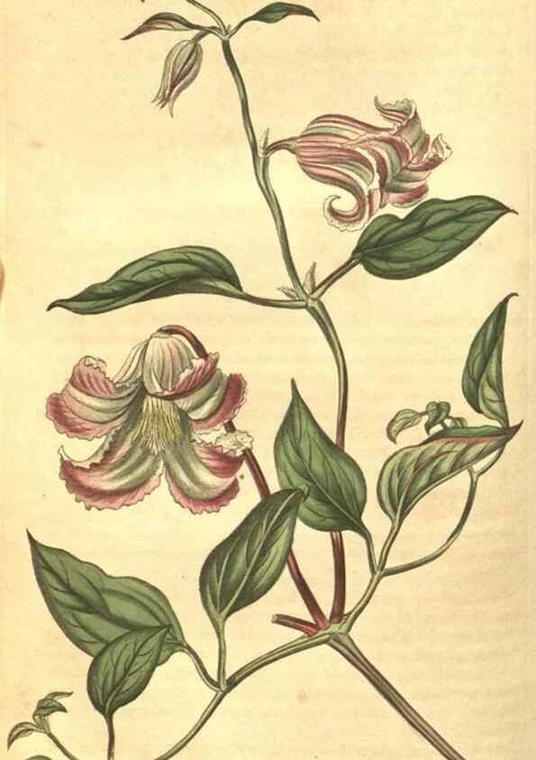 Reproducción/Reproduction 35148157726: Curtis's botanical magazine.. London ; New York [etc.] :Academic Press [etc.]