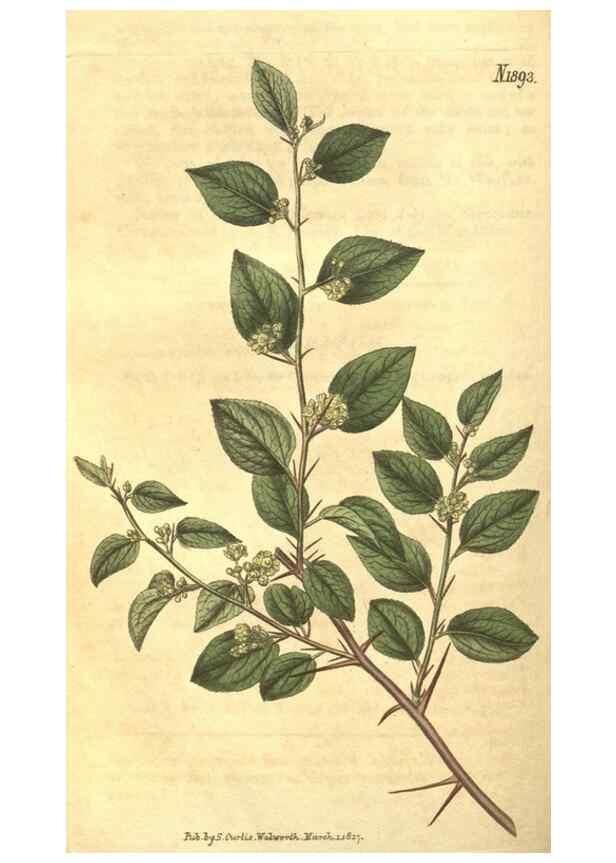 Reproducción/Reproduction 35057780871: Curtis's botanical magazine.. London ; New York [etc.] :Academic Press [etc.]