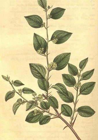 Reproducción/Reproduction 35057780871: Curtis's botanical magazine.. London ; New York [etc.] :Academic Press [etc.]