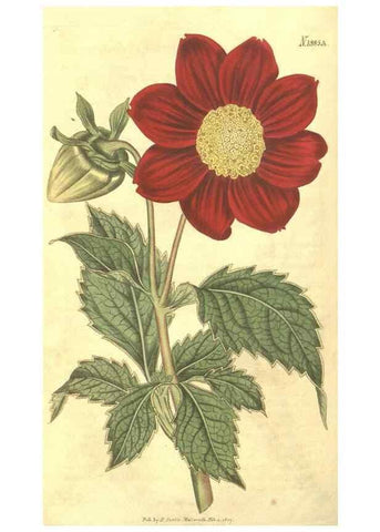 Reproducción/Reproduction 35188422335: Curtis's botanical magazine.. London ; New York [etc.] :Academic Press [etc.]