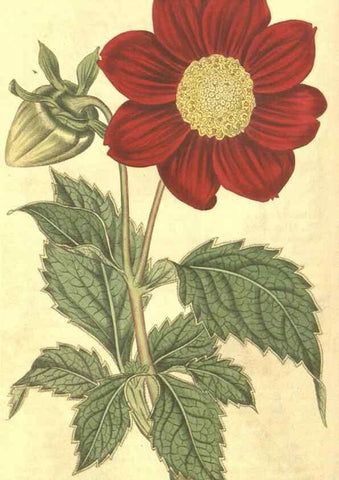 Reproducción/Reproduction 35188422335: Curtis's botanical magazine.. London ; New York [etc.] :Academic Press [etc.]