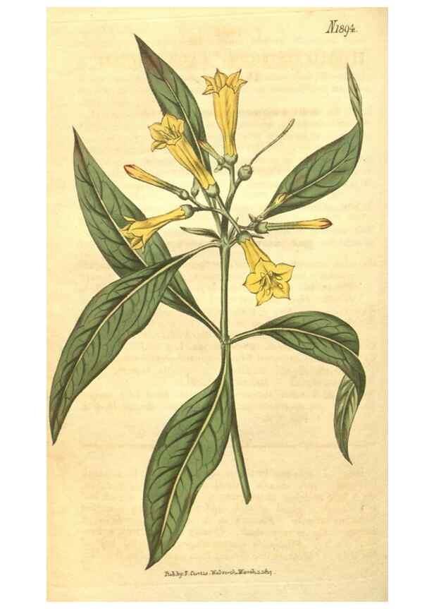 Reproducción/Reproduction 34378928933: Curtis's botanical magazine.. London ; New York [etc.] :Academic Press [etc.]