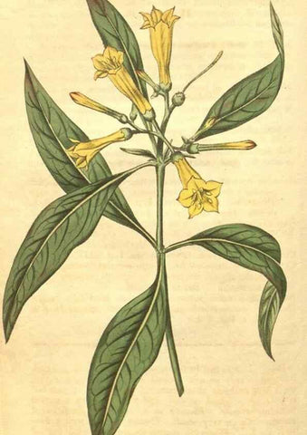 Reproducción/Reproduction 34378928933: Curtis's botanical magazine.. London ; New York [etc.] :Academic Press [etc.]