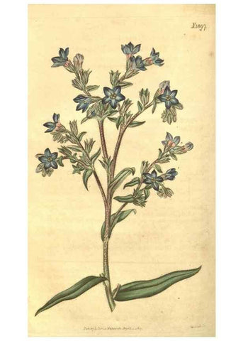 Reproducción/Reproduction 34343676044: Curtis's botanical magazine.. London ; New York [etc.] :Academic Press [etc.]