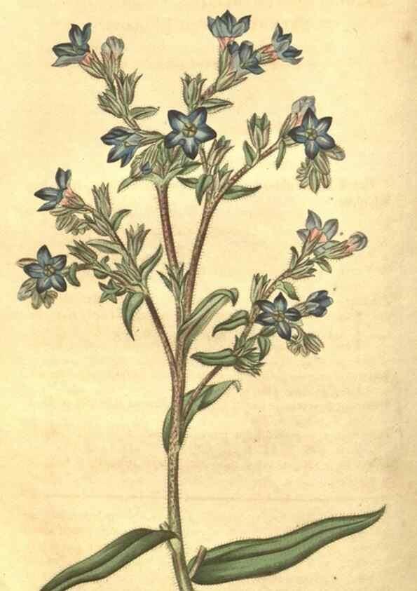 Reproducción/Reproduction 34343676044: Curtis's botanical magazine.. London ; New York [etc.] :Academic Press [etc.]