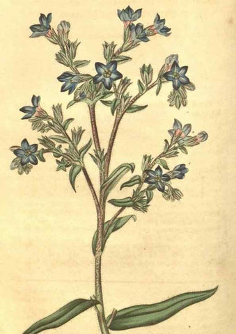 Reproducción/Reproduction 34343676044: Curtis's botanical magazine.. London ; New York [etc.] :Academic Press [etc.]