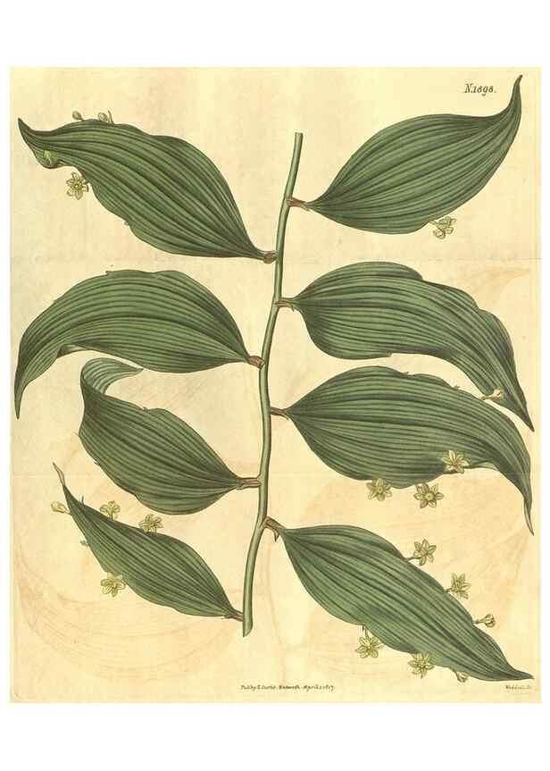Reproducción/Reproduction 34378950563: Curtis's botanical magazine.. London ; New York [etc.] :Academic Press [etc.]