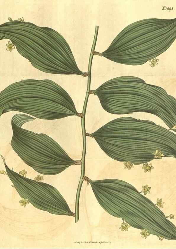 Reproducción/Reproduction 34378950563: Curtis's botanical magazine.. London ; New York [etc.] :Academic Press [etc.]