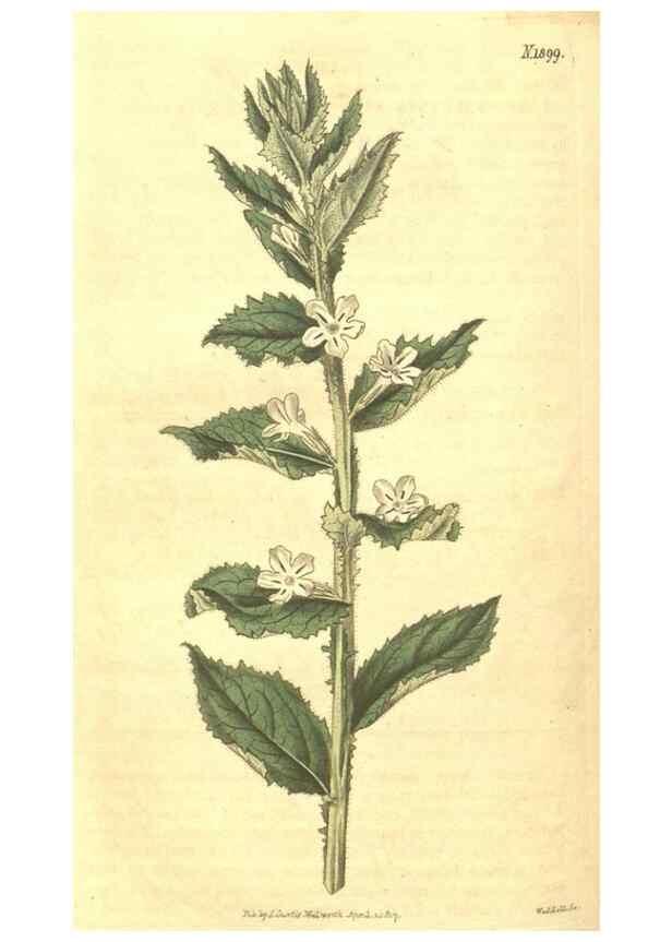 Reproducción/Reproduction 34343687264: Curtis's botanical magazine.. London ; New York [etc.] :Academic Press [etc.]