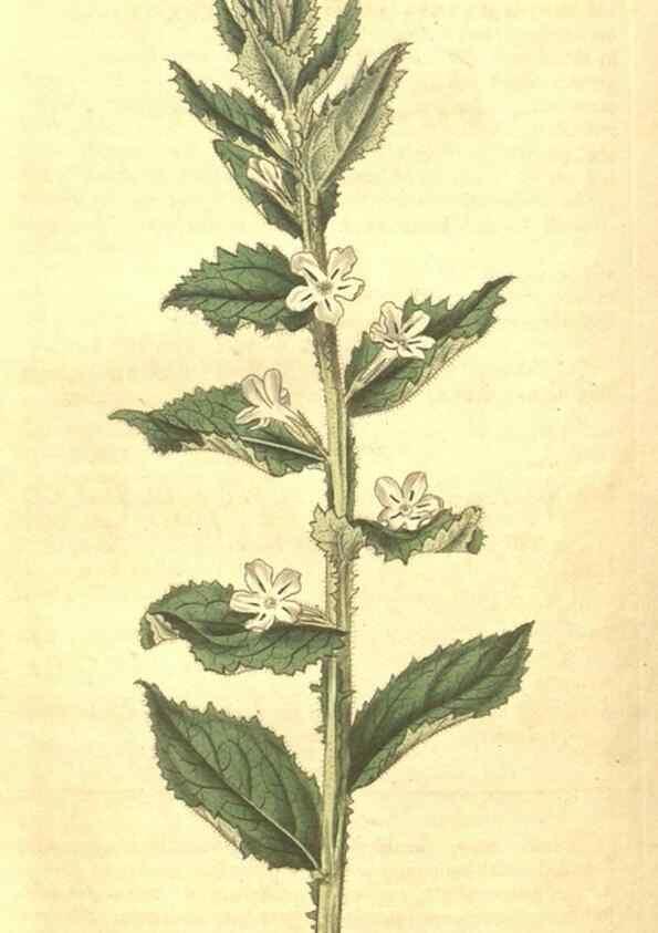 Reproducción/Reproduction 34343687264: Curtis's botanical magazine.. London ; New York [etc.] :Academic Press [etc.]