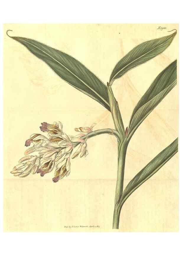 Reproducción/Reproduction 35148191816: Curtis's botanical magazine.. London ; New York [etc.] :Academic Press [etc.]