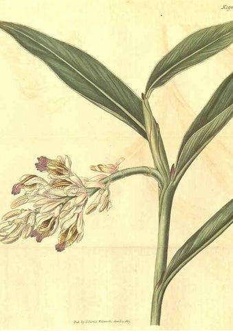 Reproducción/Reproduction 35148191816: Curtis's botanical magazine.. London ; New York [etc.] :Academic Press [etc.]