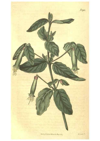 Reproducción/Reproduction 35188481505: Curtis's botanical magazine.. London ; New York [etc.] :Academic Press [etc.]