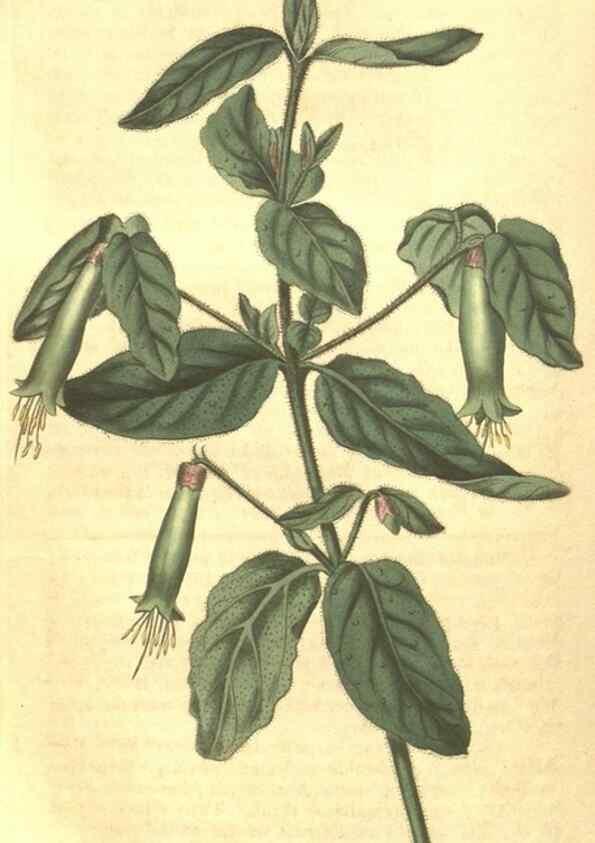 Reproducción/Reproduction 35188481505: Curtis's botanical magazine.. London ; New York [etc.] :Academic Press [etc.]