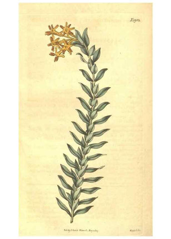 Reproducción/Reproduction 35188484115: Curtis's botanical magazine.. London ; New York [etc.] :Academic Press [etc.]