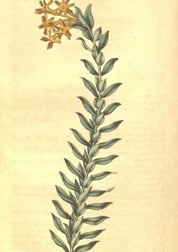 Reproducción/Reproduction 35188484115: Curtis's botanical magazine.. London ; New York [etc.] :Academic Press [etc.]