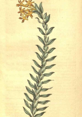 Reproducción/Reproduction 35188484115: Curtis's botanical magazine.. London ; New York [etc.] :Academic Press [etc.]