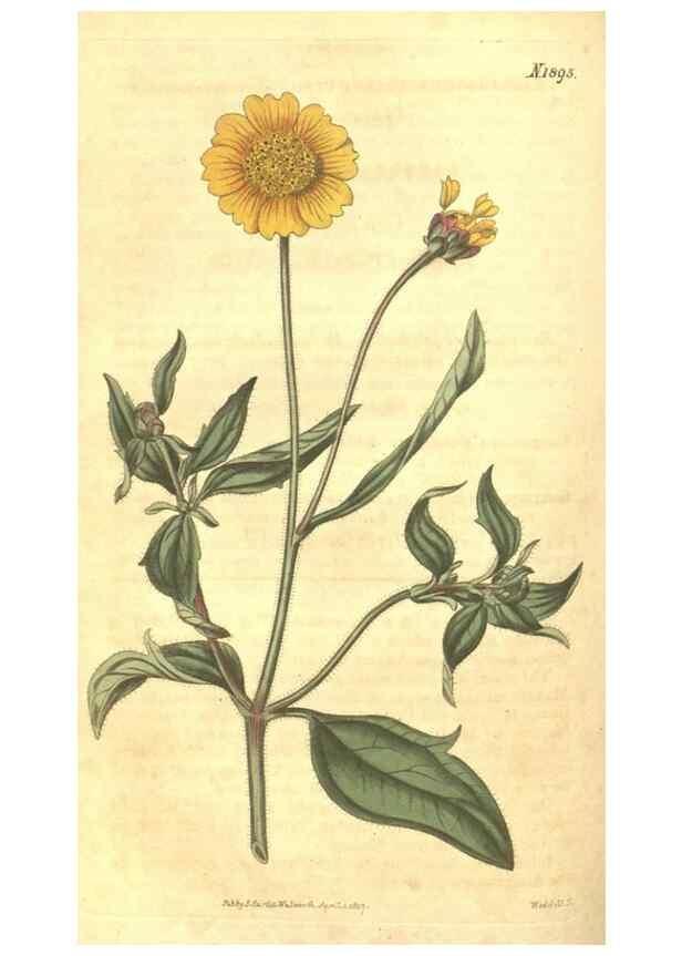 Reproducción/Reproduction 35188451605: Curtis's botanical magazine.. London ; New York [etc.] :Academic Press [etc.]