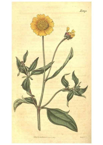 Reproducción/Reproduction 35188451605: Curtis's botanical magazine.. London ; New York [etc.] :Academic Press [etc.]