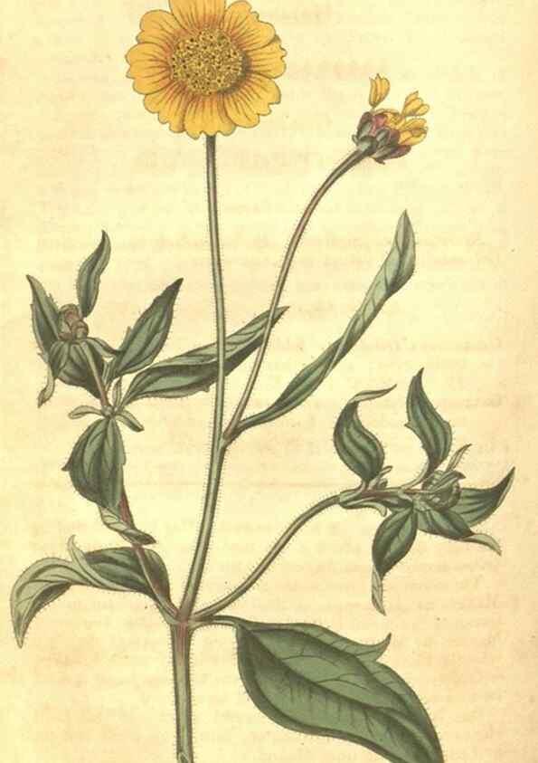 Reproducción/Reproduction 35188451605: Curtis's botanical magazine.. London ; New York [etc.] :Academic Press [etc.]