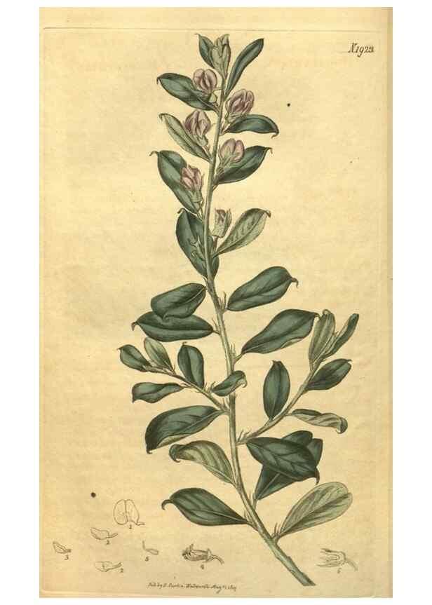 Reproducción/Reproduction 35188619795: Curtis's botanical magazine.. London ; New York [etc.] :Academic Press [etc.]