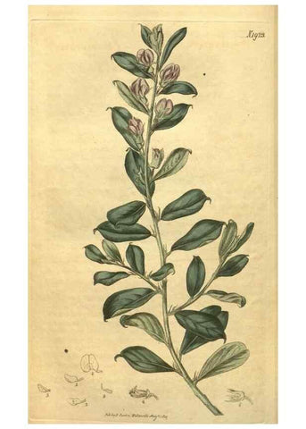 Reproducción/Reproduction 35188619795: Curtis's botanical magazine.. London ; New York [etc.] :Academic Press [etc.]