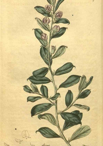 Reproducción/Reproduction 35188619795: Curtis's botanical magazine.. London ; New York [etc.] :Academic Press [etc.]
