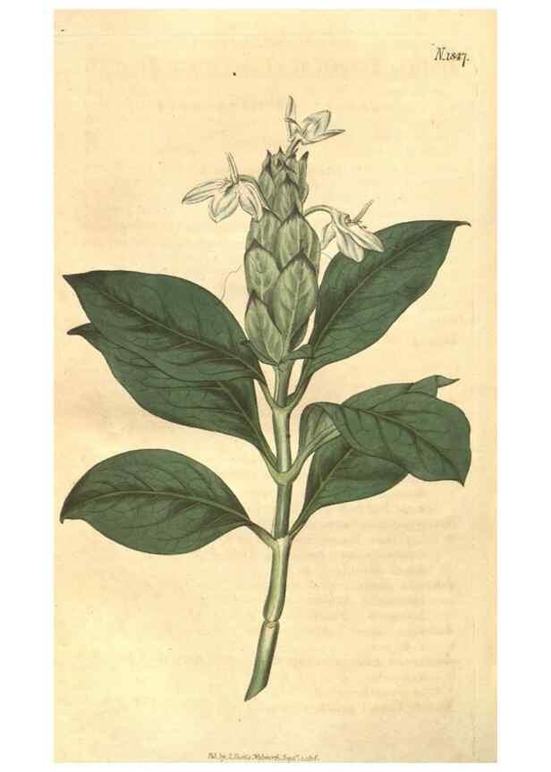 Reproducción/Reproduction 34343349954: Curtis's botanical magazine.. London ; New York [etc.] :Academic Press [etc.]