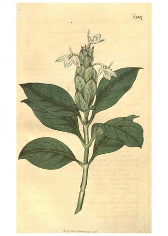Reproducción/Reproduction 34343349954: Curtis's botanical magazine.. London ; New York [etc.] :Academic Press [etc.]