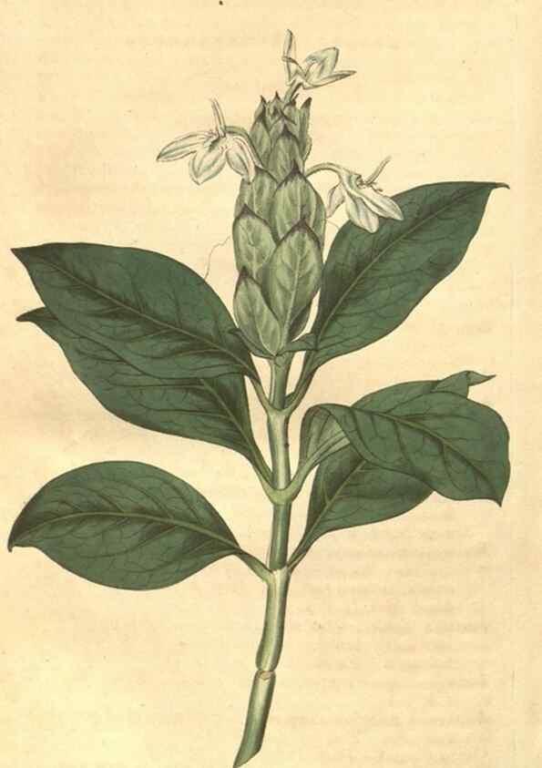 Reproducción/Reproduction 34343349954: Curtis's botanical magazine.. London ; New York [etc.] :Academic Press [etc.]