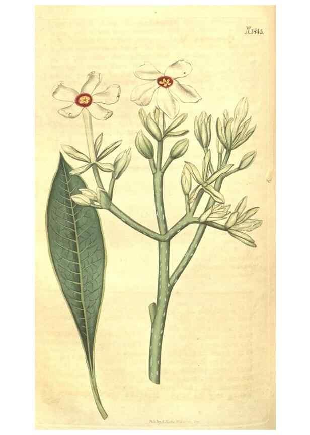 Reproducción/Reproduction 35188072045: Curtis's botanical magazine.. London ; New York [etc.] :Academic Press [etc.]