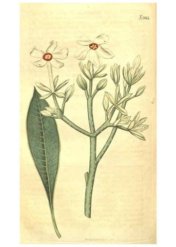 Reproducción/Reproduction 35188072045: Curtis's botanical magazine.. London ; New York [etc.] :Academic Press [etc.]