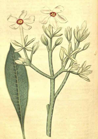 Reproducción/Reproduction 35188072045: Curtis's botanical magazine.. London ; New York [etc.] :Academic Press [etc.]