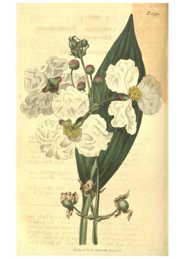 Reproducción/Reproduction 35022789152: Curtis's botanical magazine.. London ; New York [etc.] :Academic Press [etc.]
