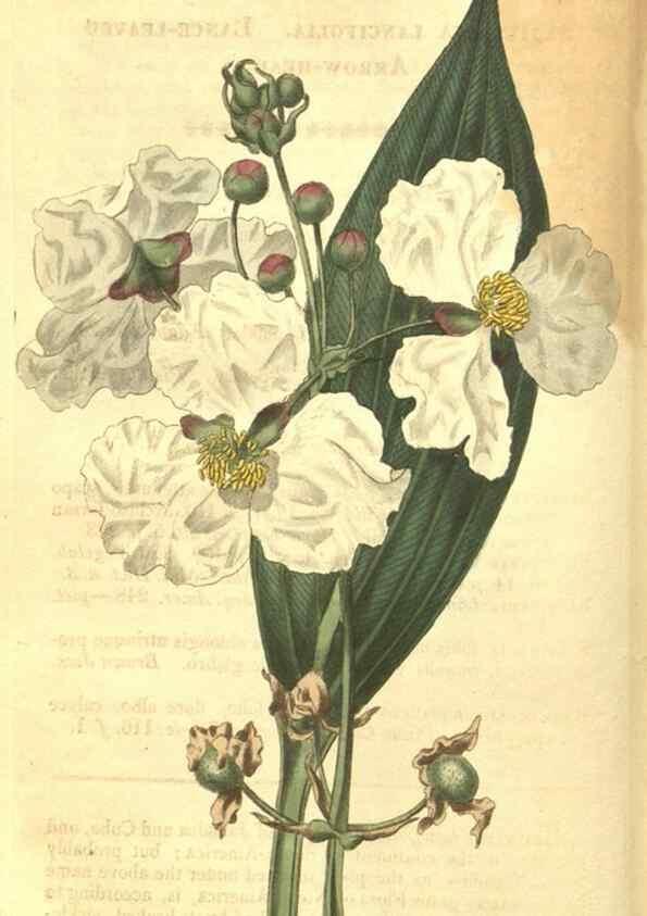 Reproducción/Reproduction 35022789152: Curtis's botanical magazine.. London ; New York [etc.] :Academic Press [etc.]