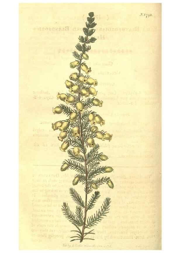 Reproducción/Reproduction 35022791442: Curtis's botanical magazine.. London ; New York [etc.] :Academic Press [etc.]