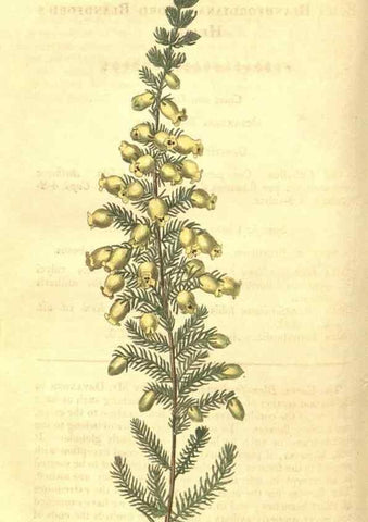 Reproducción/Reproduction 35022791442: Curtis's botanical magazine.. London ; New York [etc.] :Academic Press [etc.]