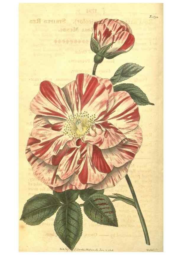 Reproducción/Reproduction 35022793452: Curtis's botanical magazine.. London ; New York [etc.] :Academic Press [etc.]